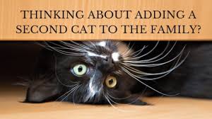 Maybe you would like to learn more about one of these? Thinking About Adding A Second Cat To The Family