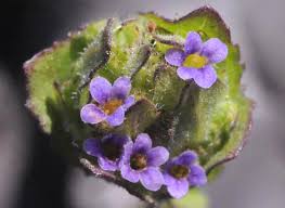 Image result for Hygrophila spiciformis