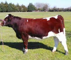 Breeds Of Livestock Maine Anjou Cattle Breeds Of Livestock Department Of Animal Science