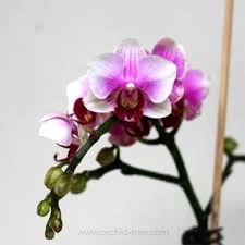 Phal Ching Ann Dolly A Miniature Phalaenopsis Variety With Lots Of Flowers Per Spike Phalaenopsis Orchids Ca Orchid Tree Phalaenopsis Orchid Phalaenopsis
