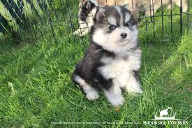 Maybe you would like to learn more about one of these? Pomsky Puppies For Sale Brookside Pomsky