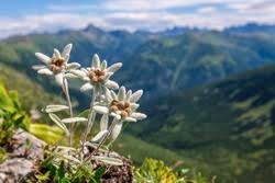 Hours may change under current circumstances Free Edelweiss Stock Photos Stockvault Net