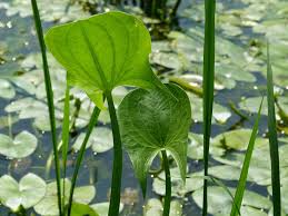 Image result for Limnophyton obtusifolium