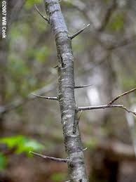 Thorns are usually easy to see in the winter when the leaves have fallen but can be used all the year round. American Plum Prunus Americana Branches Spines Prunus Plum Tree Americana