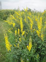 Image result for Crotalaria oocarpa