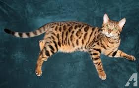 Currently we produce snow and brown, large open rosetted kittens loaded with glitter and exceptional pelts and pattern. Beautiful Bengal Kittens Due In August For Sale In Uxbridge Massachusetts Classified Americanlisted Com