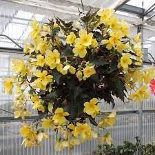Begonia Daystar Yellow Begonia Flower Planters Flower Pots