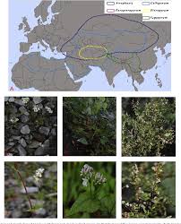 Image result for Fagopyrum snowdenii