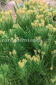 Image result for Senecio barbertonicus