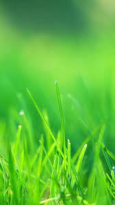 Green pictures hd download free images on unsplash. Nature Green Wallpaper Hd For Mobile