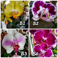 Tanda penyakit berbeza mengikut jenis orkid. Orkid Butterfly Matang Ready Stock