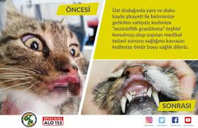 Ibb Veteriner Na Twitteru Minik Dostumuz Tedavisinin Ardindan Sagligina Kavustu Kendisine Omur Boyu Saglik Diliyoruz Ibbveteriner Tedavi Rehabilitasyon Istanbul Https T Co Fhmafwilcv