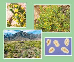 Image result for Euryops subcarnosus