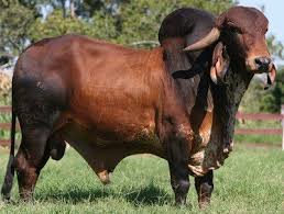 Check spelling or type a new query. Brahman Bull Bull Cow Cow Calf Animals Beautiful