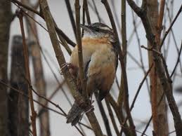 Maybe you would like to learn more about one of these? Carolina Wren Habits What They Eat Where They Nest