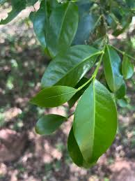 Image result for Suregada procera