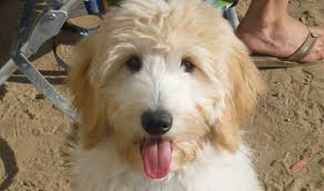 Did you know that our golden retriever parents are our own line of golden coat colors are: Breeders California Usa