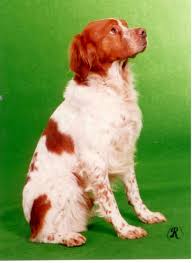 Image result for bretanský dlouhosrstý ohař