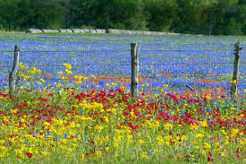 Along The Highway Wild Flowers Flower Field Wildflowers Photography
