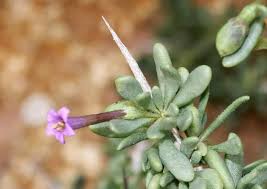 Image result for Lycium mascarenense