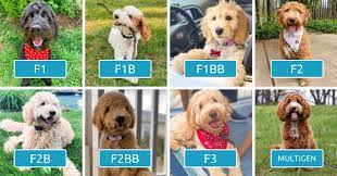 Goldendoodle Generations Explained F1 F1b F1bb F2 F2b F2bb F3 Multigen Goldendoodle Puppy Labradoodle Puppy Mini Goldendoodle Puppies