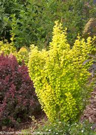 Sun Joy Barberry Plants Garden Shrubs Shrubs