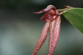 Image result for Bulbophyllum elliotii