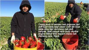 Petik buah oren dan mandarin di sydney. Kerja Petik Buah Tak Mudah Korang Tak Boleh Kerja Sebagai Pemetik Buah Di Australia Jika Ada 11 Ciri Ini