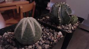 Maybe you would like to learn more about one of these? These Are My Holy Trees My Sacred Succulent Cacti Lounge Schizophrenia Com