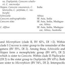 Image result for Schinziella tetragona