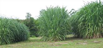 Image result for Panicum trichocladum