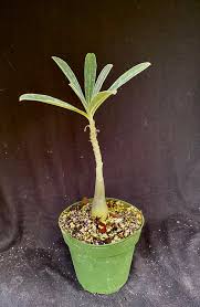 Image result for Adenium swazicum