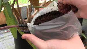 We did not find results for: Air Layering Rhododendrons How To Propagate Those Hard To Root Varieties Youtube
