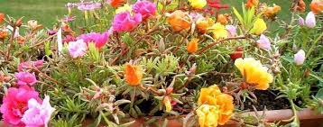 Our newport beach location offers a heated patio with seating up to 60 guests. Portulaca Moss Rose Rose Moss Portulaca Grandiflora Sundial Mix
