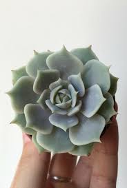 Image result for Anacampseros subnuda