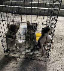 Inspirasi kegiatan tema binatang kucing pada taman kanak kanak tk. Penghuni Apartment Buang Anak Anak Kucing Siapa Sangka Geng Pak Guard Jadi Penyelamat Gaji Mungkin Tak Banyak Tapi Mereka Mampu Viral Mstar