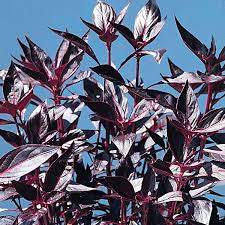 Image result for Iresine lindenii