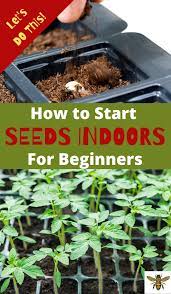 How To Start Seeds Indoors For Beginners Seedlings Indoors Starting Seeds Indoors Planting Seeds Indoors