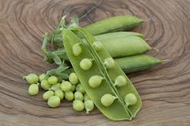 Image result for Pisum sativum