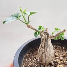 Image result for Corallocarpus bainesii