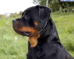 rottweiler scary 1949024698 jpg 552 442 rottweiler love rottweiler rottweiler dog