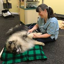 Save 35% with repeat delivery or 25% on curbside pickup at your local petco. Our Services Pets In Harmony Veterinary Hospital
