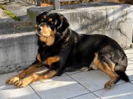 Hundreds of positive dkvrottweilers reviews from around the world. Rottweiler Puppies Facts On The Dangerous Soft Hearted Petmoo