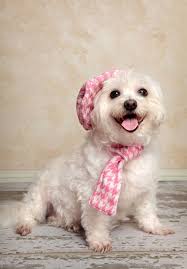 Here is the list of best spiritual dog names, along with their meanings. Maltese Names For Your Cute Male Or Female Dog