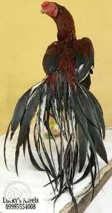 We sell all type of fighting roosters (cocks), cost will be started above 1.000 and more. 20 Parrot Beak Rooster And Hens Ideas Hens Parrot Rooster