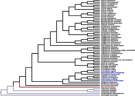 Image result for Afrobrunnichia erecta