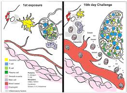 Image result for Fire Ant Sting