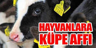 Hayvanlara Kupe Affi Geldi