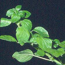 Image result for Parietaria debilis