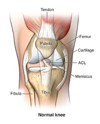 Tendons are the connection between bones and muscles. Knee Ligament Repair Saint Luke S Health System